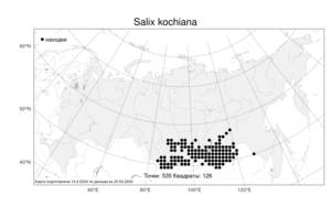 Salix kochiana, Ива Коха Trautv., Атлас флоры России (FLORUS) (Россия)