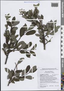 Ива филиколистная L., Западная Европа (EUR) (Испания)