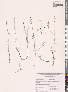 Лютик Гмелина DC., Сибирь, Чукотка и Камчатка (S7) (Россия)