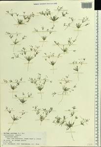 Hypertelis cerviana (L.) Thulin, Восточная Европа, Центральный лесостепной район (E6) (Россия)
