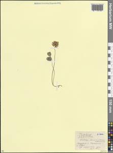 Клевер Елизаветы Grossh., Кавказ, Ставропольский край, Карачаево-Черкесия, Кабардино-Балкария (K1b) (Россия)