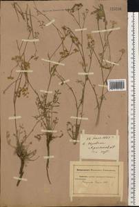 Бедренец известколюбивый Vill., Восточная Европа, Южно-Украинский район (E12) (Украина)