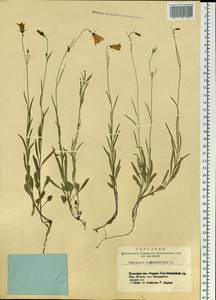 Колокольчик круглолистный L., Сибирь, Алтай и Саяны (S2) (Россия)