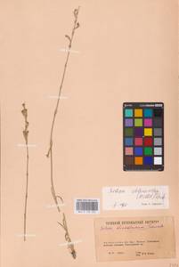 Смолевка зеленоцветковая (Willd.) Ehrh., Восточная Европа, Восточный район (E10) (Россия)