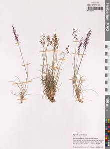 Полевица виноградниковая Schreb., Сибирь, Чукотка и Камчатка (S7) (Россия)