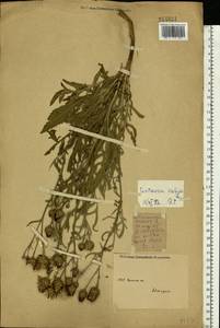 Псефеллюс сибирский (L.) Wagenitz, Восточная Европа, Восточный район (E10) (Россия)