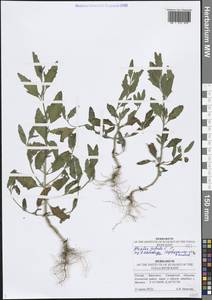 Лебеда раскидистая L., Восточная Европа, Средневолжский район (E8) (Россия)