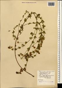 Lotus herbaceus (Vill.) Jauzein, Кавказ, Черноморское побережье (от Новороссийска до Адлера) (K3) (Россия)