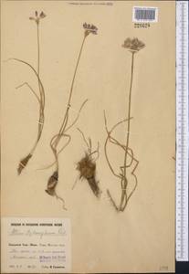 Allium stephanophorum Vved., Средняя Азия и Казахстан, Западный Тянь-Шань и Каратау (M3) (Таджикистан)