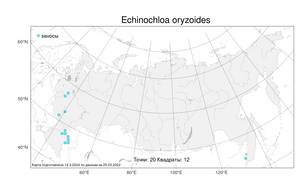 Echinochloa oryzoides, Ежовник рисовидный (Ard.) Fritsch, Атлас флоры России (FLORUS) (Россия)