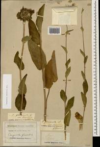 Campanula glomerata subsp. hispida (Witasek) Hayek, Кавказ, Северная Осетия, Ингушетия и Чечня (K1c) (Россия)