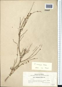 Джузгун мелкоплодный I. G. Borshch., Средняя Азия и Казахстан, Каракумы (M6) (Туркмения)