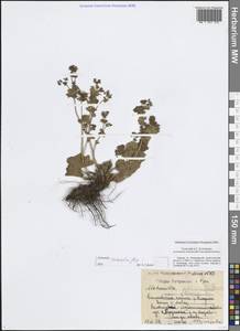 Манжетка сарматская Juz., Восточная Европа, Центральный район (E4) (Россия)