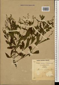 Незабудка редкоцветковая Pohl, Кавказ, Грузия (K4) (Грузия)