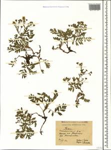 Sibbaldianthe orientalis (Soják) Mosyakin & Shiyan, Крым (KRYM) (Россия)