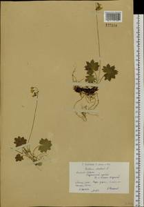 Primula matthioli subsp. matthioli, Сибирь, Западный (Казахстанский) Алтай (S2a) (Казахстан)