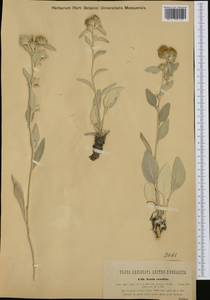 Inula candida, Западная Европа (EUR) (Хорватия)