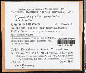Rhynchostegiella curviseta (Brid.) Limpr., Гербарий мохообразных, Мхи - Азия (вне границ бывшего СССР) (BAs) (Израиль)
