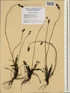 Подорожник ланцетный, Подорожник ланцетолистный L., Крым (KRYM) (Россия)