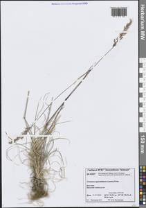 Koeleria subalpestris (Hartm.) Barberá, Quintanar, Soreng & P.M.Peterson, Сибирь, Центральная Сибирь (S3) (Россия)