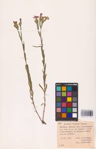 Гвоздика китайская L., Восточная Европа, Белоруссия (E3a) (Белоруссия)