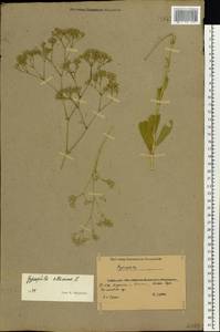 Качим высочайший L., Восточная Европа, Южно-Украинский район (E12) (Украина)