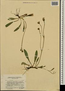 Pilosella schultesii subsp. schultesii, Восточная Европа, Центральный лесной район (E5) (Россия)