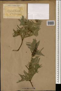 Головчатотисс Харрингтона (Knight ex J.Forbes) K.Koch, Зарубежная Азия (ASIA) (Неизвестно)