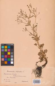 Лютик ядовитый L., Восточная Европа, Центральный лесостепной район (E6) (Россия)