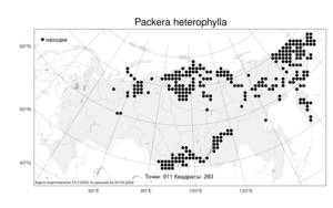 Packera heterophylla, Пепельник разнолистный (Fisch.) E. L. Wiebe, Атлас флоры России (FLORUS) (Россия)