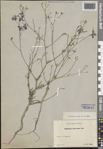 Delphinium consolida subsp. divaricatum (Ledeb.) A.Nyár., Крым (KRYM) (Россия)
