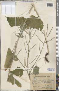 Чесночница черешковая (M.Bieb.) Cavara & Grande, Восточная Европа, Северо-Украинский район (E11) (Украина)