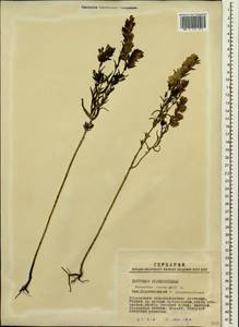 Rhinanthus minor subsp. minor, Сибирь, Западная Сибирь (S1) (Россия)