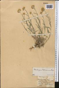 Цмин Мусы Nevski, Средняя Азия и Казахстан, Памир и Памиро-Алай (M2) (Узбекистан)