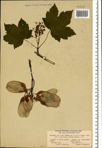 Acer heldreichii subsp. trautvetteri (Medvedev) A. E. Murray, Кавказ, Северная Осетия, Ингушетия и Чечня (K1c) (Россия)