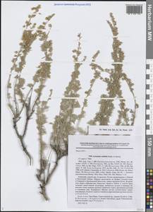 Полынь рутолистная Stephan ex Spreng., Средняя Азия и Казахстан, Памир и Памиро-Алай (M2) (Киргизия)