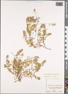 Thymus × dimorphus Klokov & Des.-Shost., Восточная Европа, Ростовская область (E12a) (Россия)