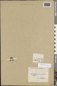 Лютик, Кавказ, Азербайджан (K6) (Азербайджан)