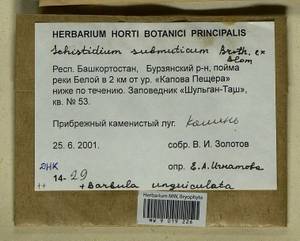 Barbula unguiculata Hedw., Гербарий мохообразных, Мхи - Башкортостан, Челябинская и Оренбургская области (B14) (Россия)