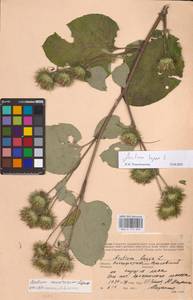 Лопух большой L., Восточная Европа, Нижневолжский район (E9) (Россия)