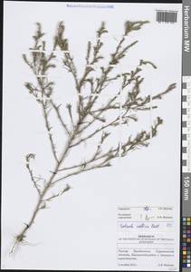 Солянка холмовая Pall., Восточная Европа, Нижневолжский район (E9) (Россия)