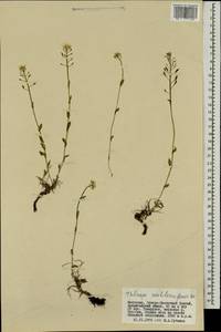 Noccaea thlaspidioides (Pall.) F.K.Mey., Монголия (MONG) (Монголия)