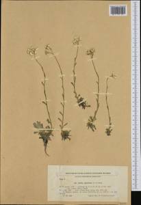 Achillea ageratifolia subsp. serbica (Nyman) Heimerl, Западная Европа (EUR) (Болгария)