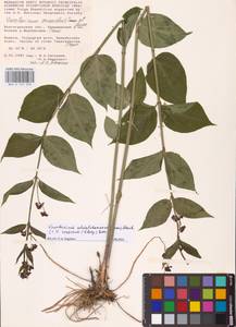 Ластовень Шмальгаузена (Kusn.) Litv., Восточная Европа, Нижневолжский район (E9) (Россия)