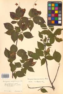 Бересклет сахалинский (F.Schmidt) Maxim., Сибирь, Дальний Восток (S6) (Россия)