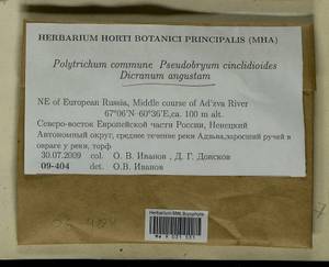 Dicranum angustum Lindb., Гербарий мохообразных, Мхи - Архангельская и Вологодская области, Коми, Ненецкий АО (B7) (Россия)