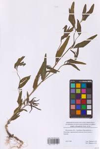 Лебеда продолговатолистная Waldst. & Kit., Восточная Европа, Московская область и Москва (E4a) (Россия)