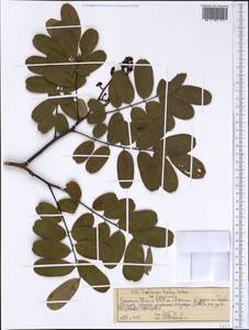 Dalbergia lactea Vatke, Африка (AFR) (Эфиопия)