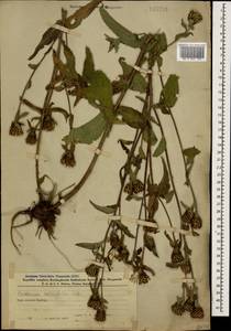 Centaurea phrygia subsp. salicifolia (M. Bieb. ex Willd.) Mikheev, Кавказ, Азербайджан (K6) (Азербайджан)