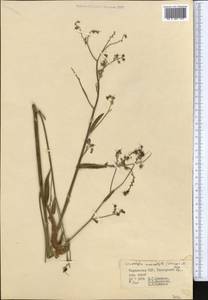 Lindelofia anchusoides subsp. anchusoides, Средняя Азия и Казахстан, Памир и Памиро-Алай (M2) (Таджикистан)